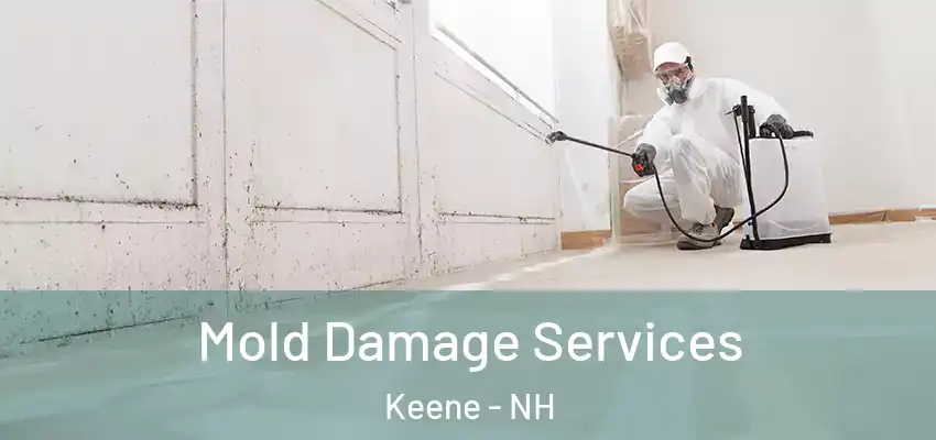  Mold Damage Services Keene - NH