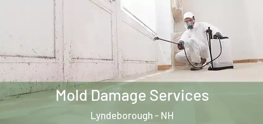  Mold Damage Services Lyndeborough - NH