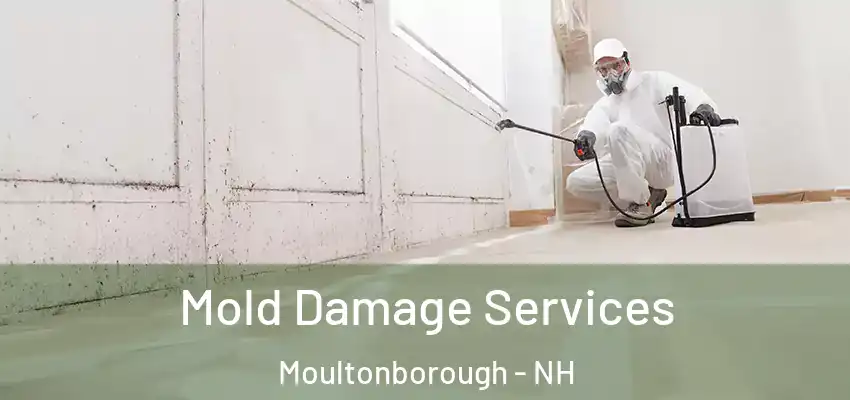 Mold Damage Services Moultonborough - NH