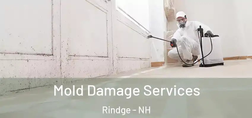  Mold Damage Services Rindge - NH