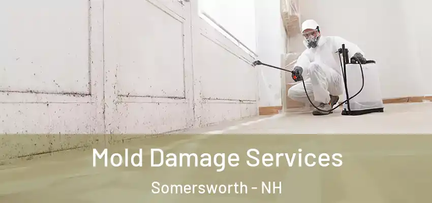  Mold Damage Services Somersworth - NH