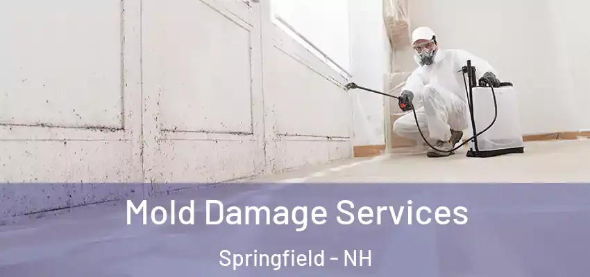  Mold Damage Services Springfield - NH