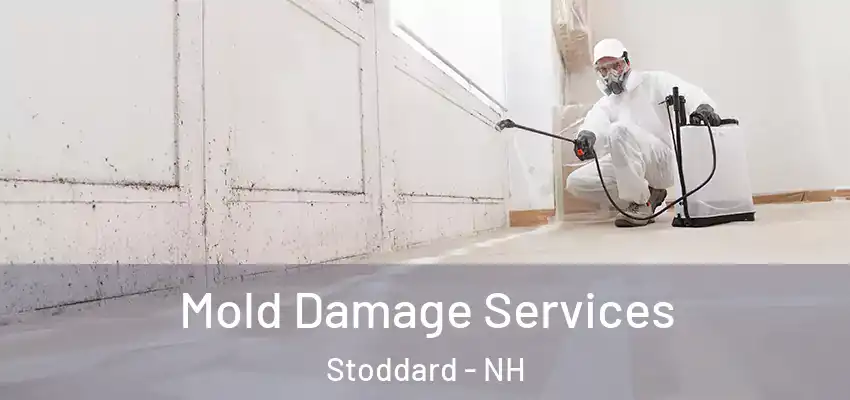  Mold Damage Services Stoddard - NH