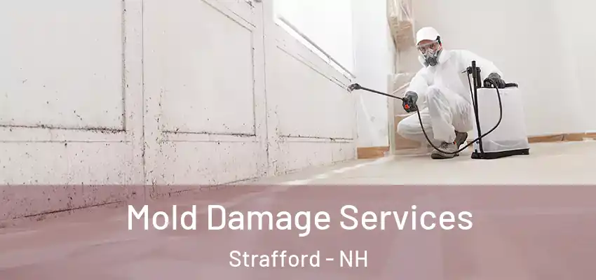  Mold Damage Services Strafford - NH