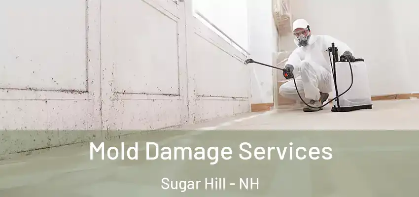 Mold Damage Services Sugar Hill - NH