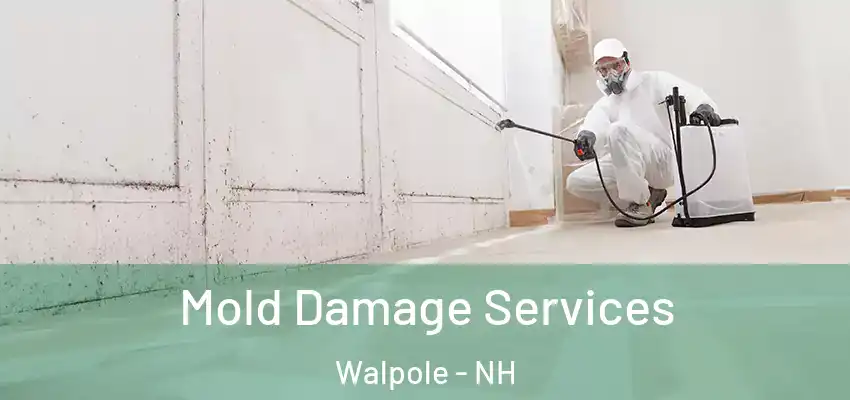  Mold Damage Services Walpole - NH