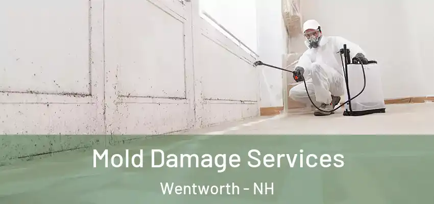 Mold Damage Services Wentworth - NH