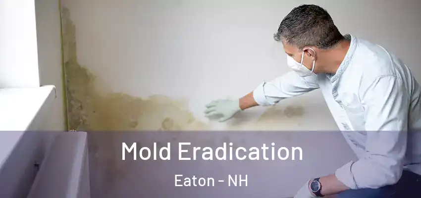 Mold Eradication Eaton - NH