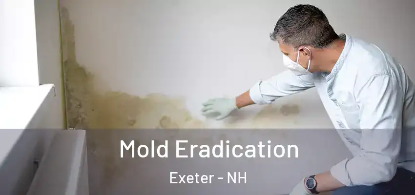  Mold Eradication Exeter - NH