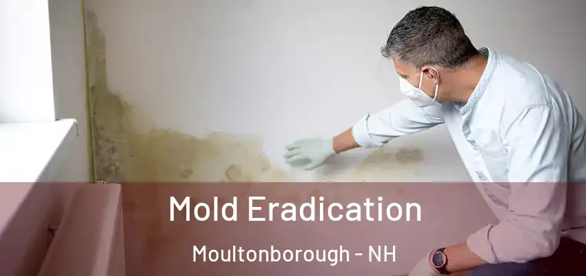  Mold Eradication Moultonborough - NH
