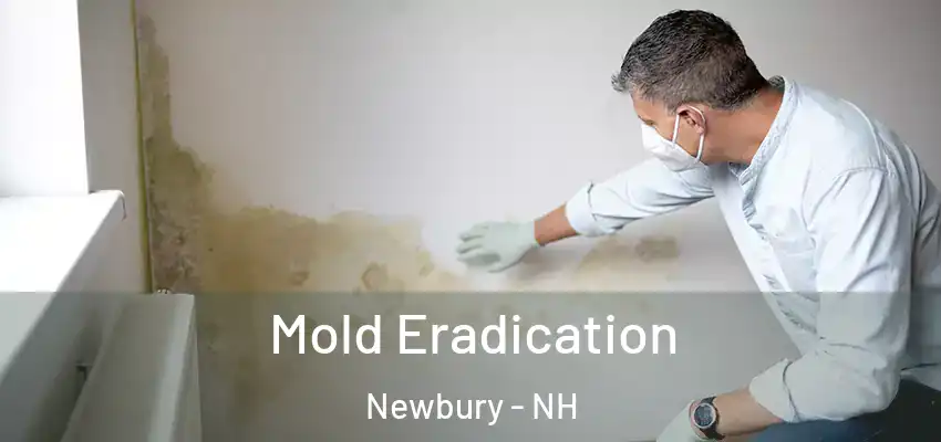  Mold Eradication Newbury - NH