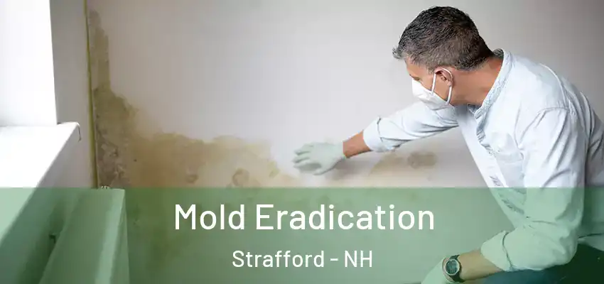  Mold Eradication Strafford - NH