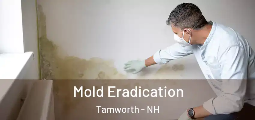 Mold Eradication Tamworth - NH