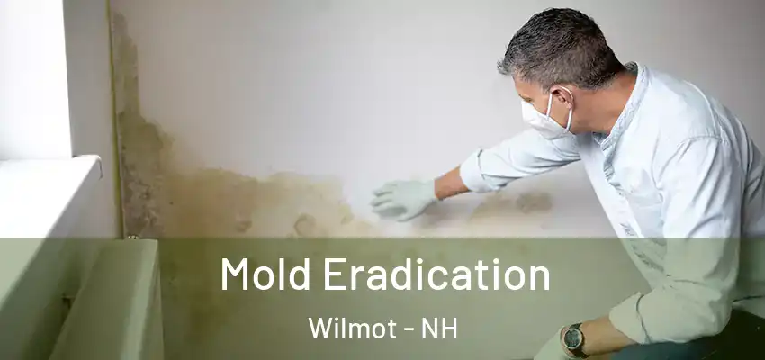 Mold Eradication Wilmot - NH