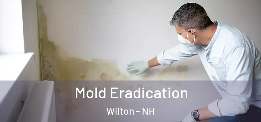  Mold Eradication Wilton - NH