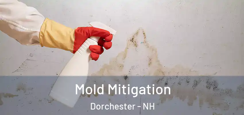 Mold Mitigation Dorchester - NH