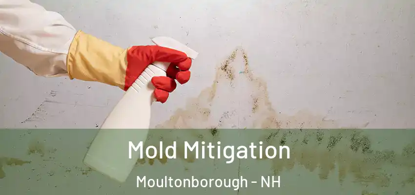 Mold Mitigation Moultonborough - NH