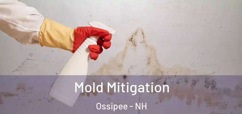  Mold Mitigation Ossipee - NH