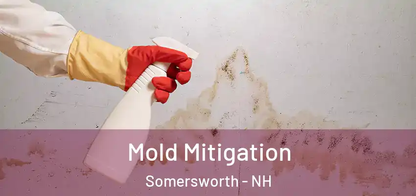  Mold Mitigation Somersworth - NH