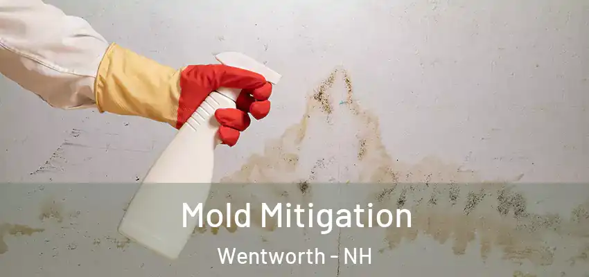 Mold Mitigation Wentworth - NH