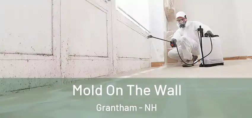 Mold On The Wall Grantham - NH