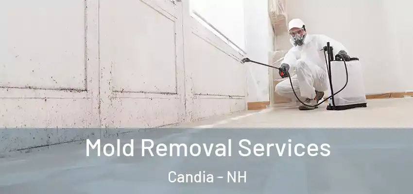  Mold Removal Services Candia - NH