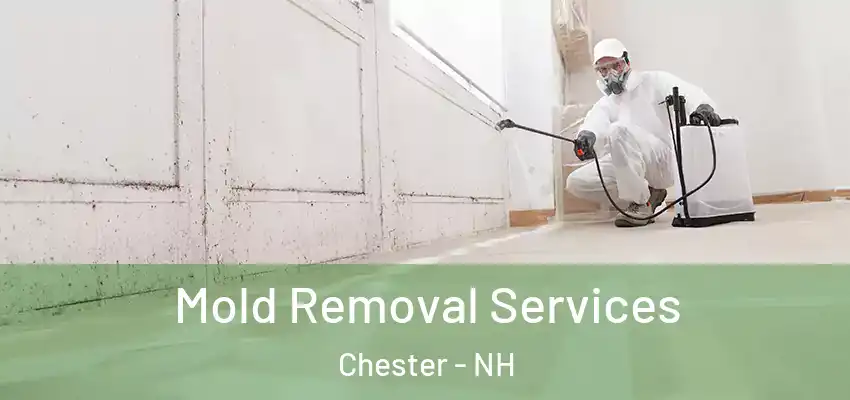  Mold Removal Services Chester - NH
