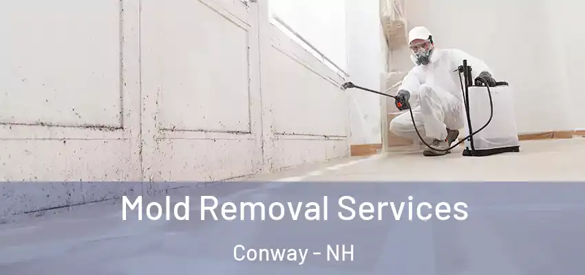 Mold Removal Services Conway - NH