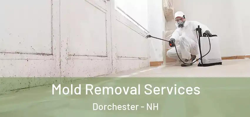 Mold Removal Services Dorchester - NH