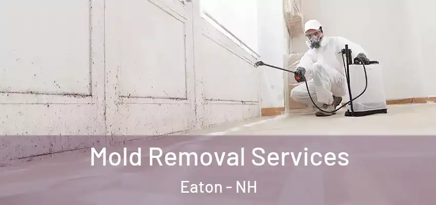 Mold Removal Services Eaton - NH