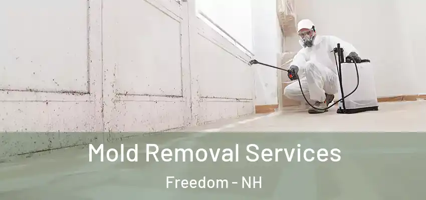 Mold Removal Services Freedom - NH
