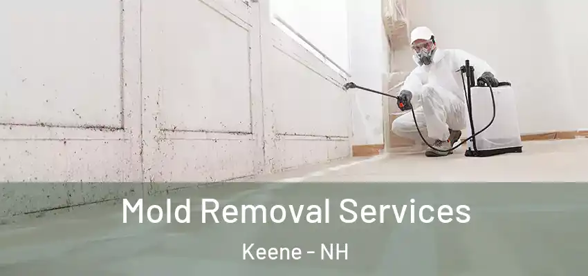  Mold Removal Services Keene - NH