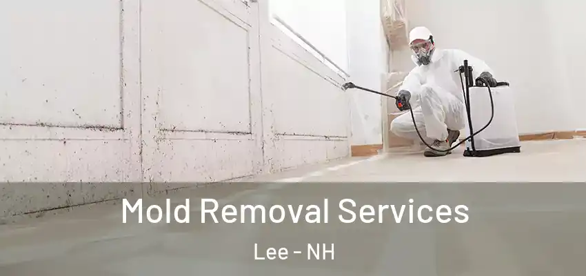  Mold Removal Services Lee - NH