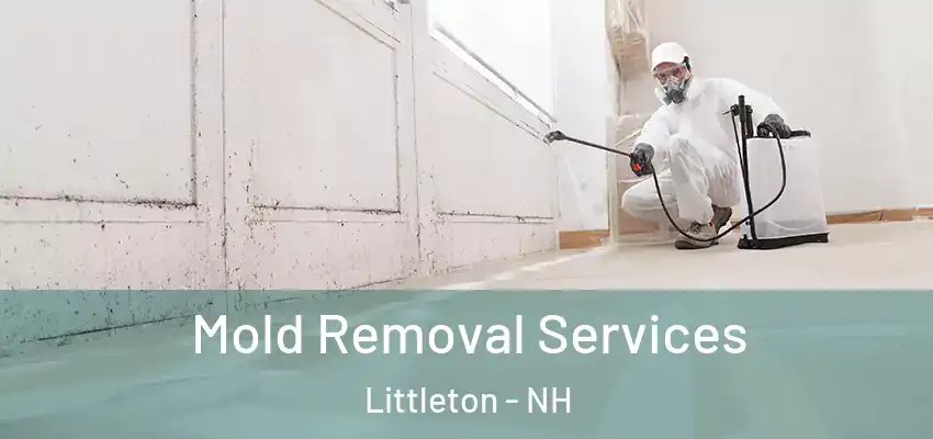 Mold Removal Services Littleton - NH