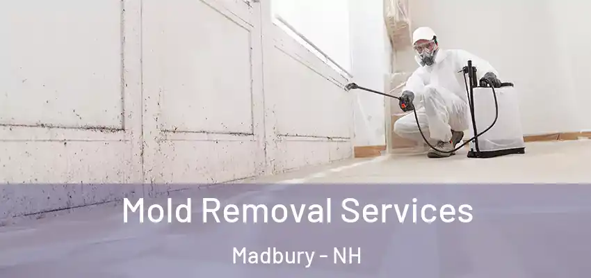  Mold Removal Services Madbury - NH