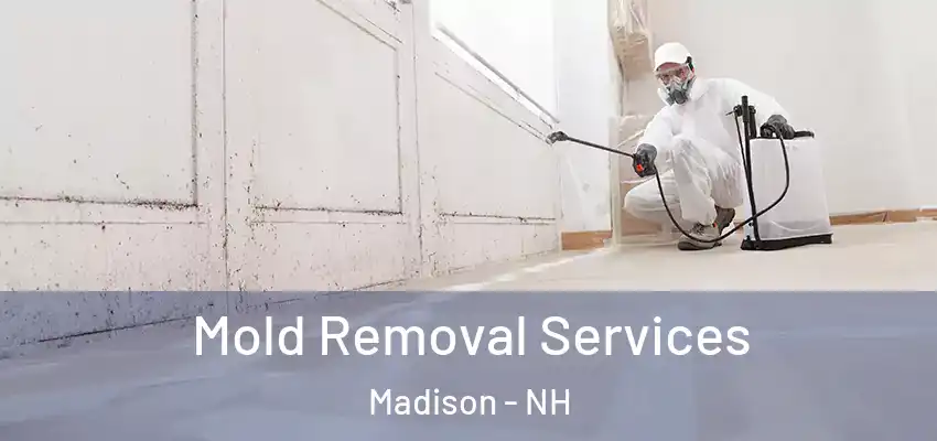 Mold Removal Services Madison - NH