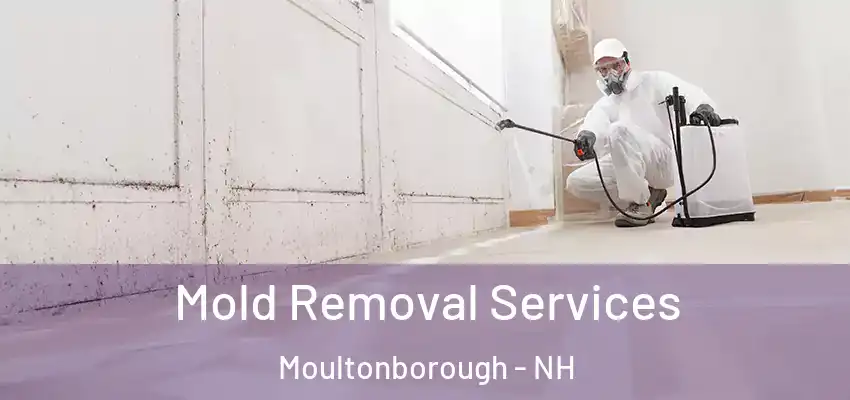 Mold Removal Services Moultonborough - NH