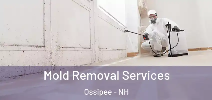 Mold Removal Services Ossipee - NH