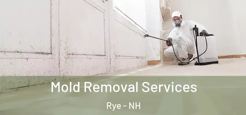  Mold Removal Services Rye - NH