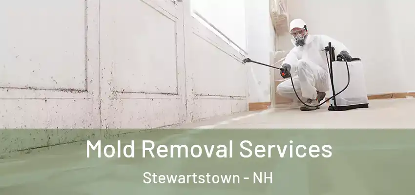 Mold Removal Services Stewartstown - NH