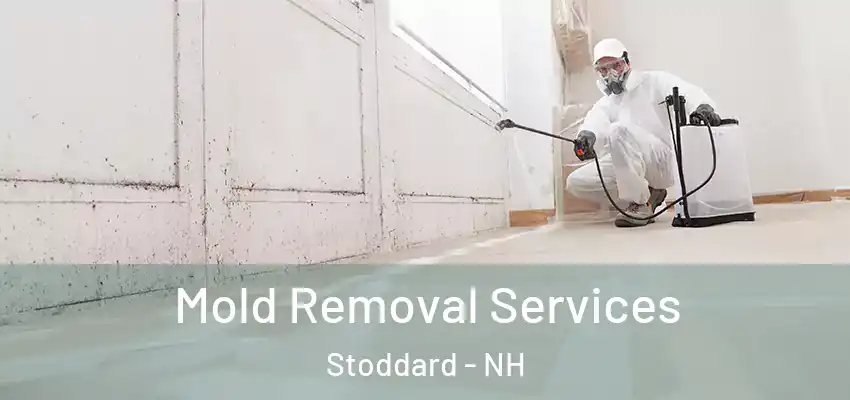  Mold Removal Services Stoddard - NH