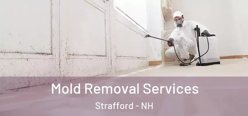  Mold Removal Services Strafford - NH