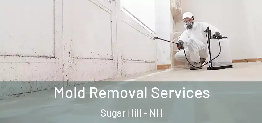 Mold Removal Services Sugar Hill - NH