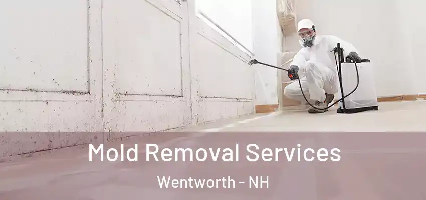Mold Removal Services Wentworth - NH
