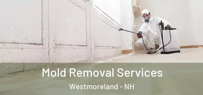  Mold Removal Services Westmoreland - NH