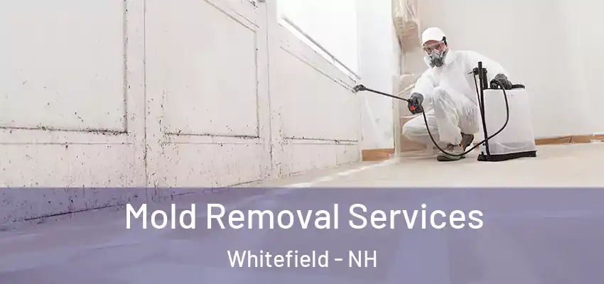 Mold Removal Services Whitefield - NH