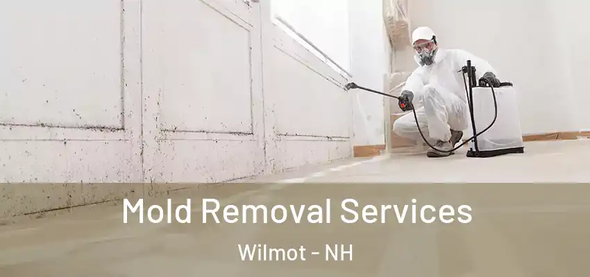 Mold Removal Services Wilmot - NH