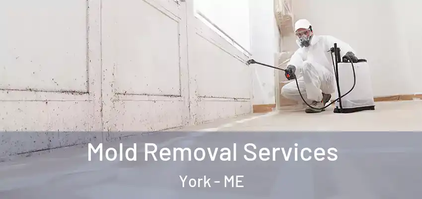  Mold Removal Services York - ME
